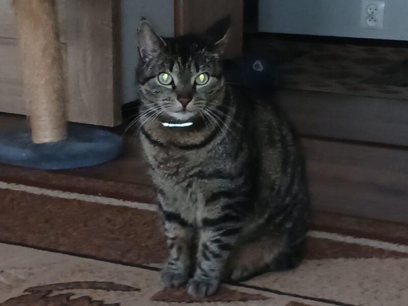 Zaginęła kotka Sonia