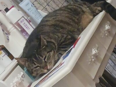 Zaginęła kotka Sonia