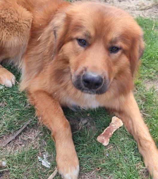 Zaginął piesek Tofik