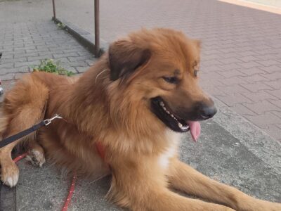 Zaginął piesek Tofik