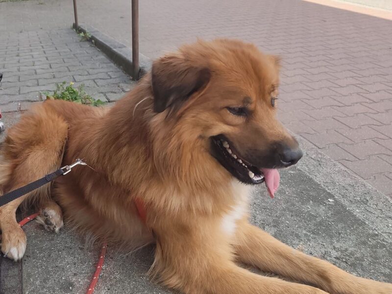 Zaginął piesek Tofik