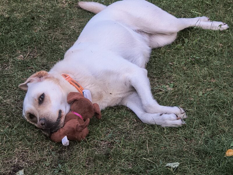 Zaginęła biszkoptowa labradorka