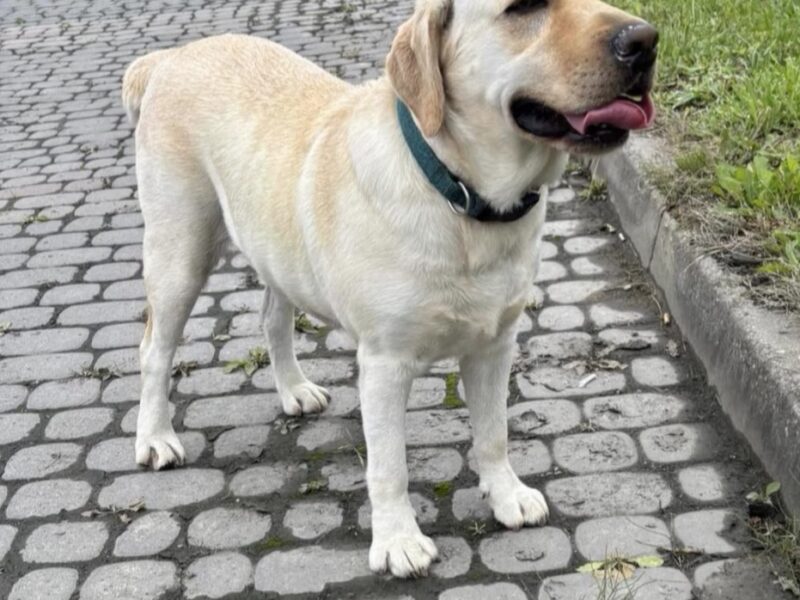 Zaginęła labradorka Boni