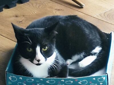 Zaginął kotek Alfik