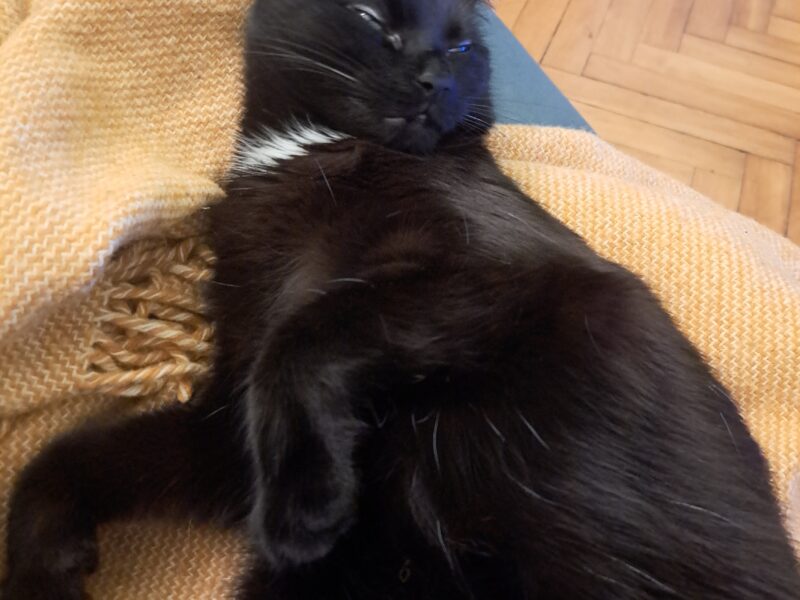 Zaginęła czarna kotka Rucia