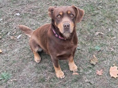 Zaginął Piesek Baki