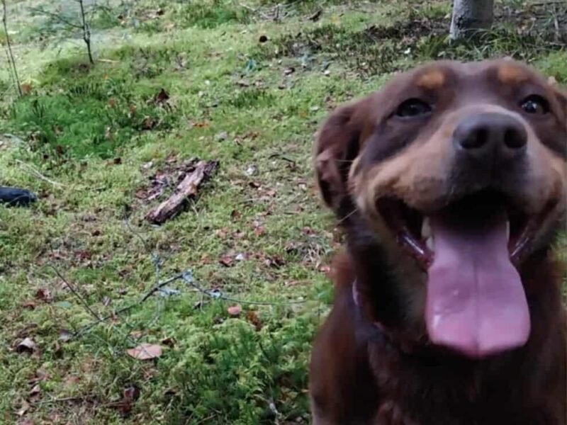 Zaginął Piesek Baki