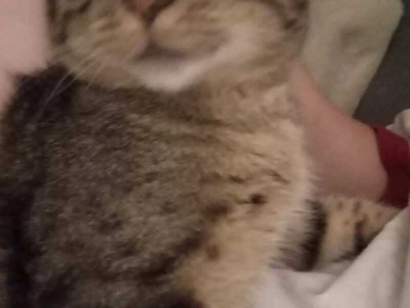 Zaginął kotek Tobi