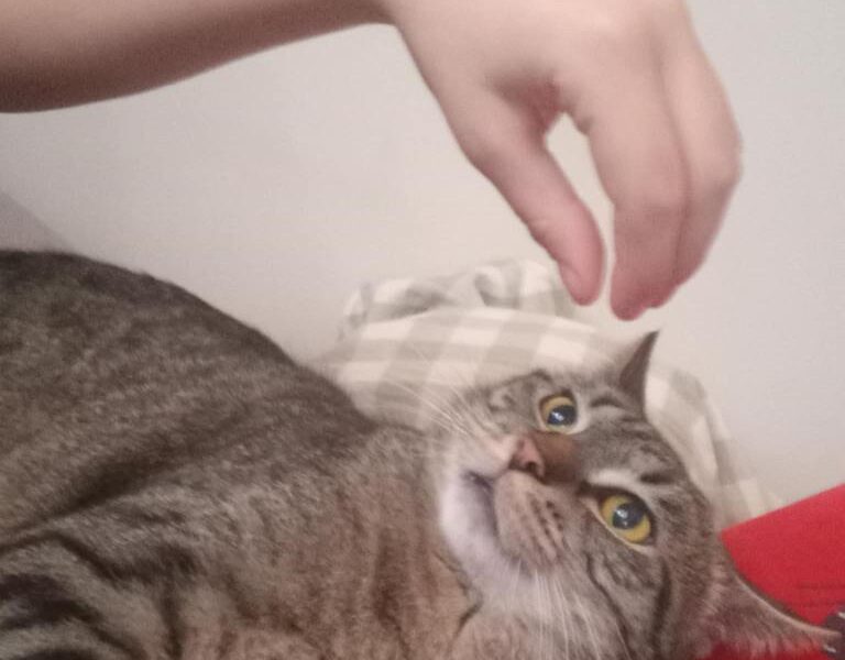 Zaginął kotek Tobi