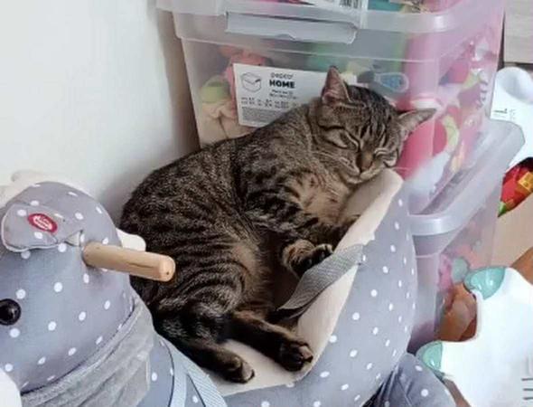 Zaginął kotek Tobi