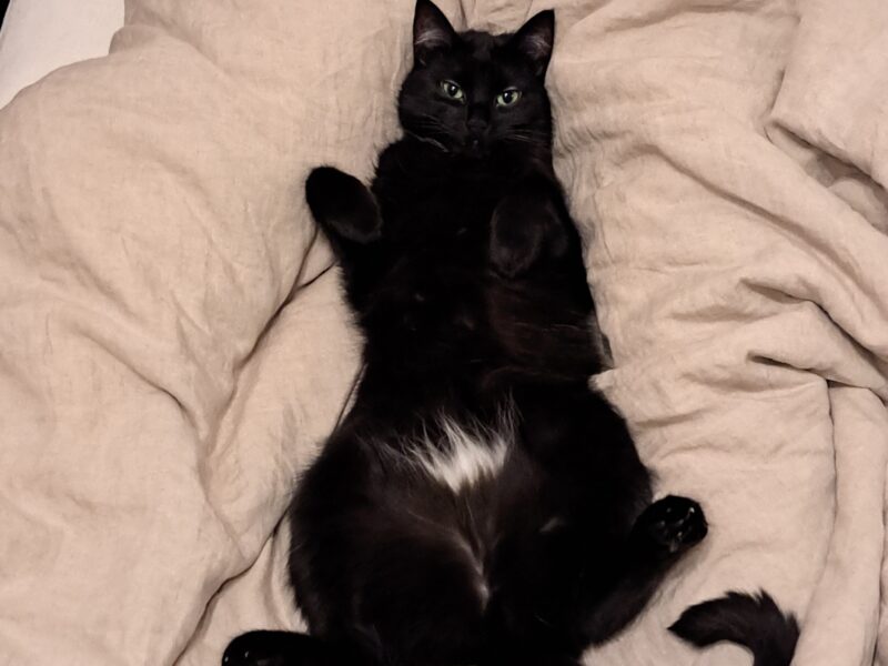 Zaginęła czarna kotka Rucia