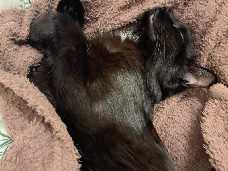 Zaginęła czarna kotka Rucia