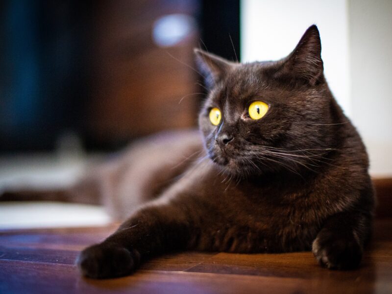 Zaginął kotek Edek