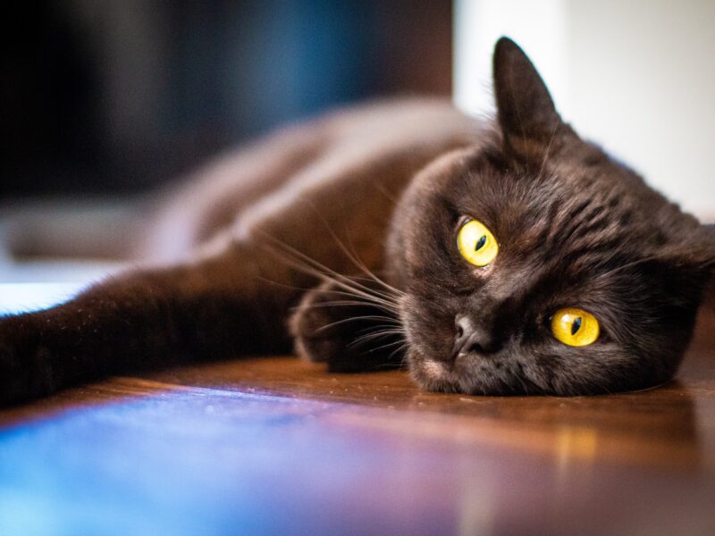 Zaginął kotek Edek