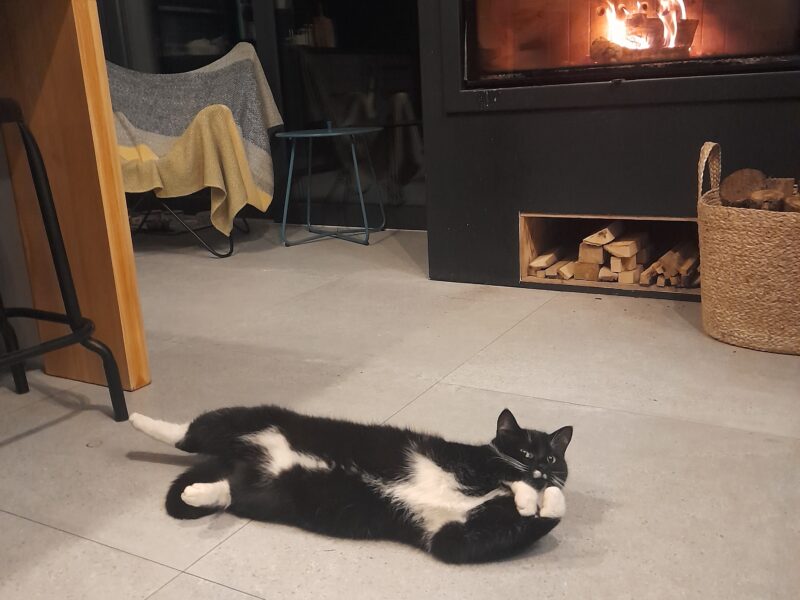 Zaginął kotek Monte