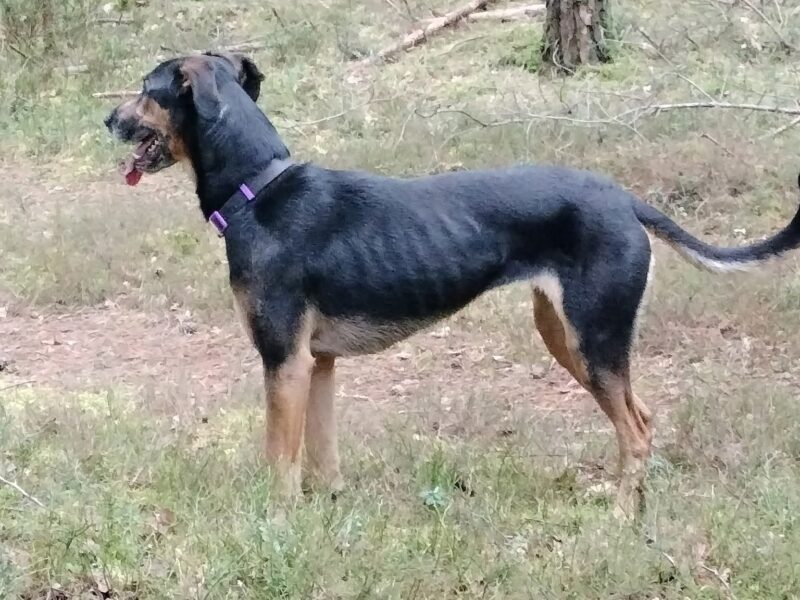 Zaginęła sunia Akela