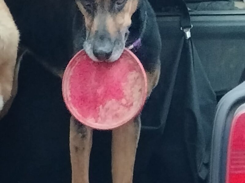 Zaginęła sunia Akela