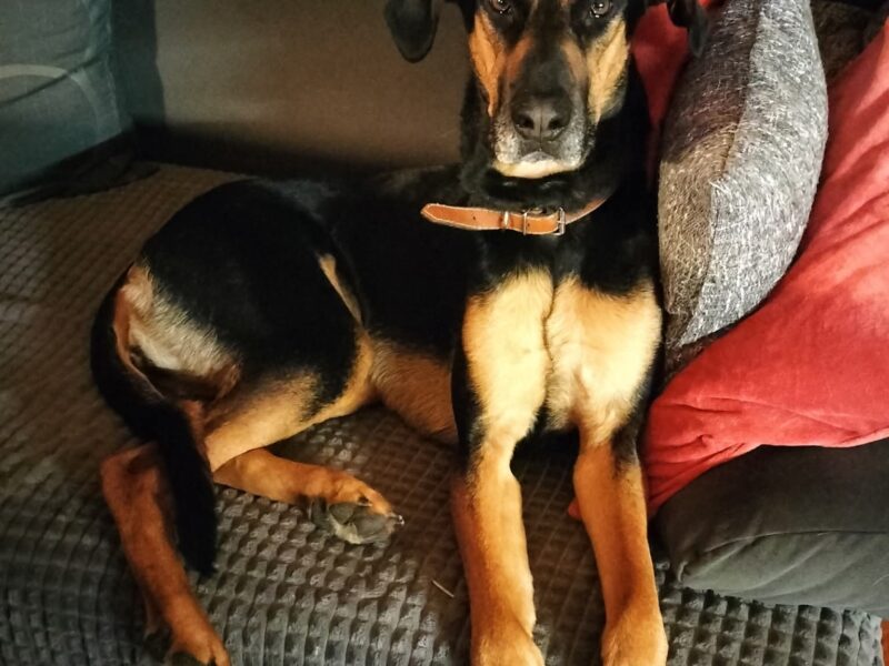 Zaginęła sunia Akela