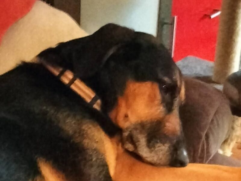 Zaginęła sunia Akela