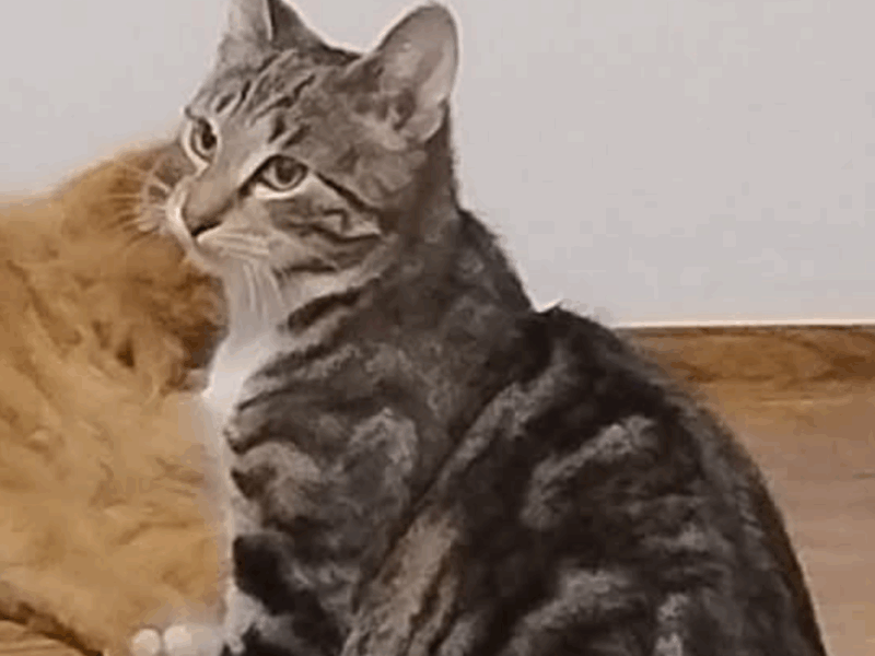 Zaginął młody kotek Lulek