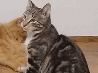 Zaginął młody kotek Lulek