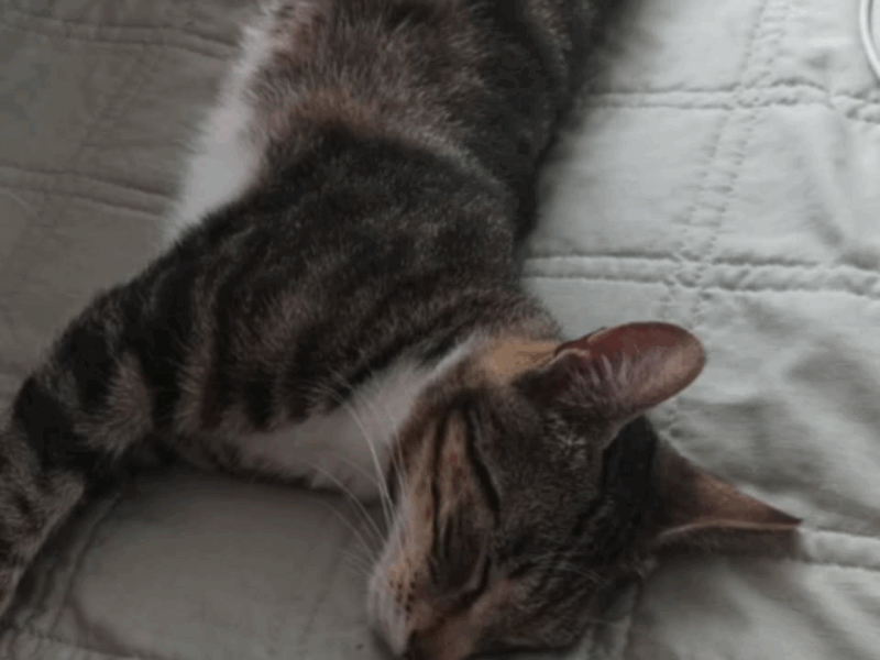 Zaginął młody kotek Lulek