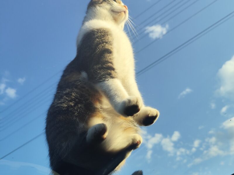 ZAGINĘŁA KOTKA! Olsztyn Jurajski