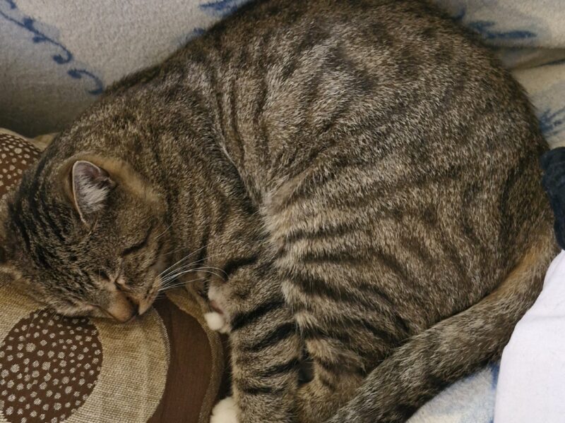 Zaginął Kot Konnor