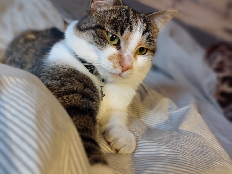 ZAGINĘŁA KOTKA! Olsztyn Jurajski