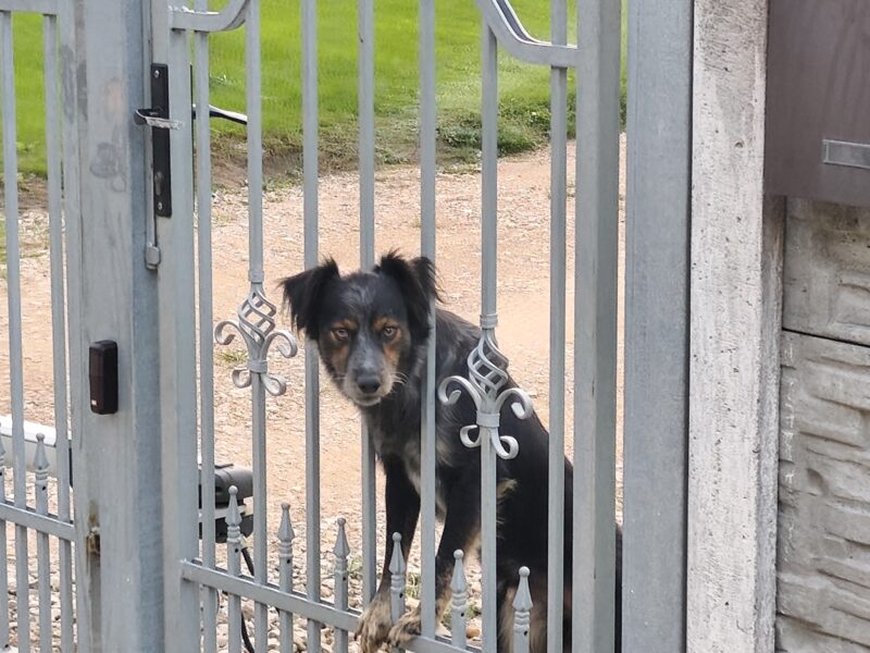 Zaginął pies Tofik