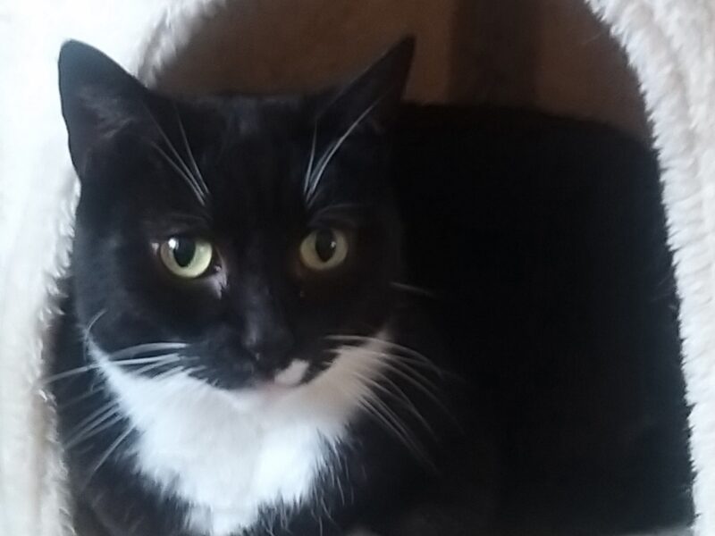 Zaginiona kotka Kluska