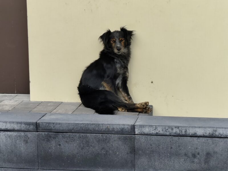 Zaginął pies Tofik