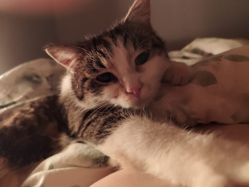 ZAGINĘŁA KOTKA! Olsztyn Jurajski