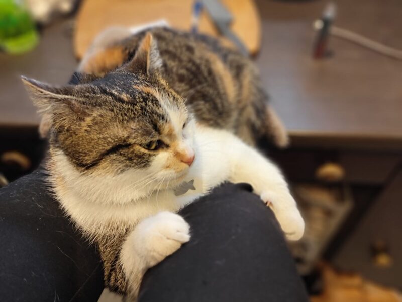 ZAGINĘŁA KOTKA! Olsztyn Jurajski