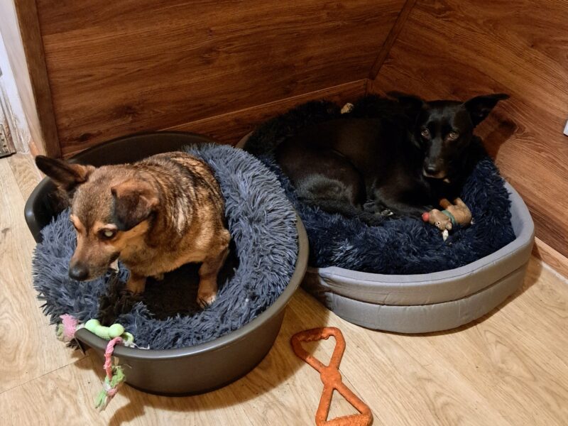 Zaginął niewidomy piesek Dorek