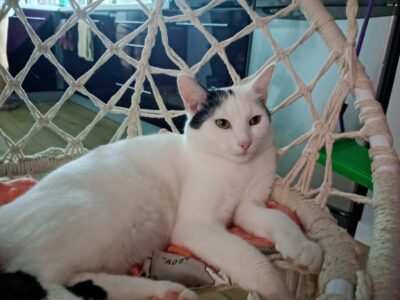 Zaginęła kotka Holly