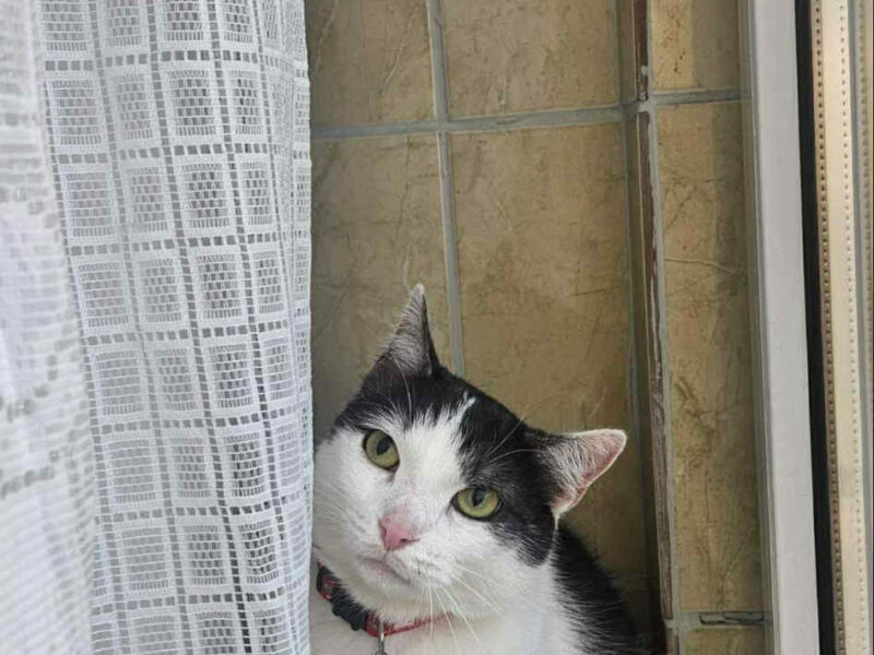 Zaginął kot Maniek