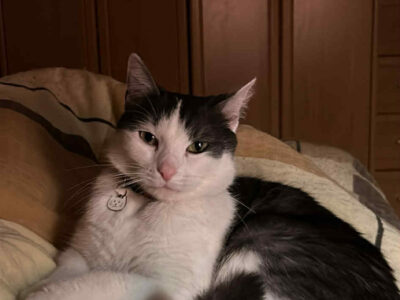 Zaginął kot Maniek