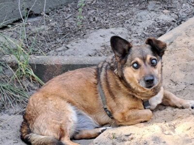 Zaginął niewidomy piesek Dorek