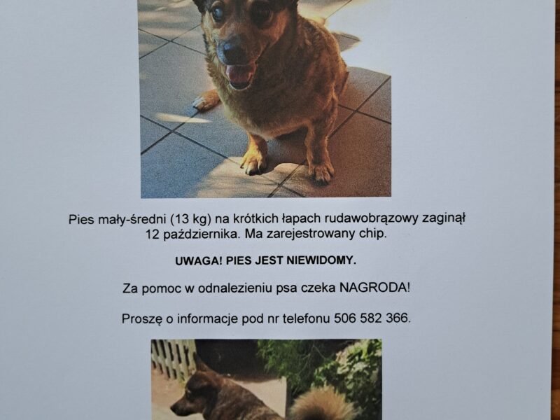 Zaginął niewidomy piesek Dorek