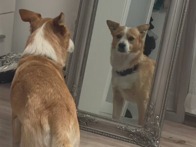 Zaginął piesek Max