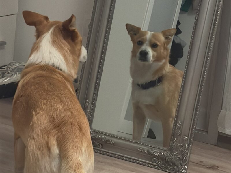 Zaginął piesek Max