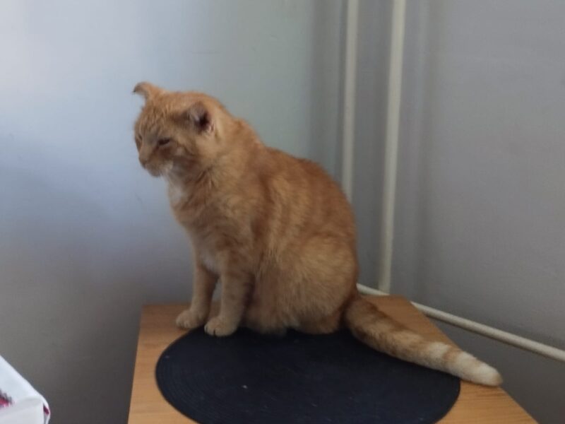 Zaginął rudy kot Remek