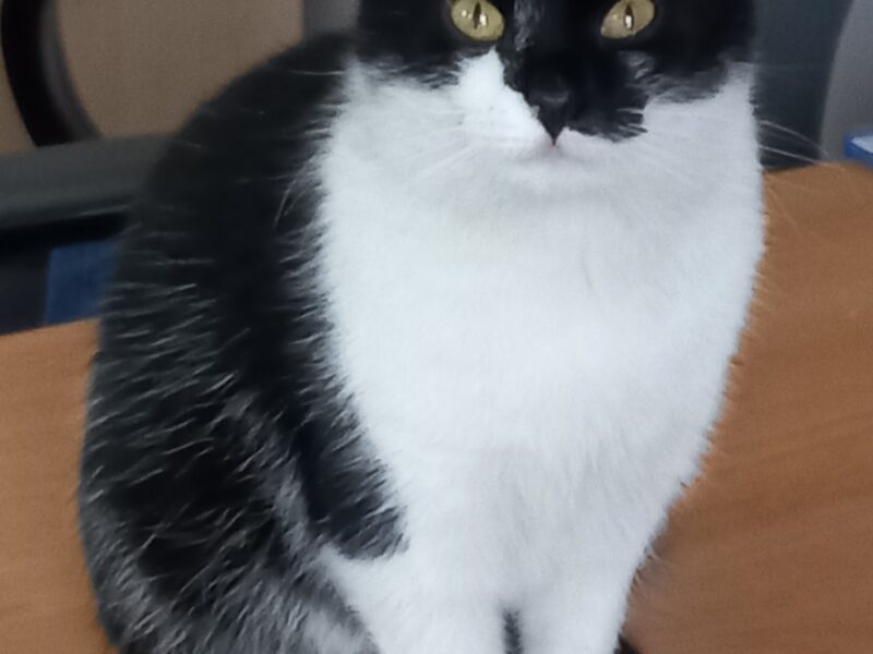 Szukamy kotki Luśki