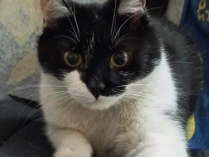 Szukamy kotki Luśki