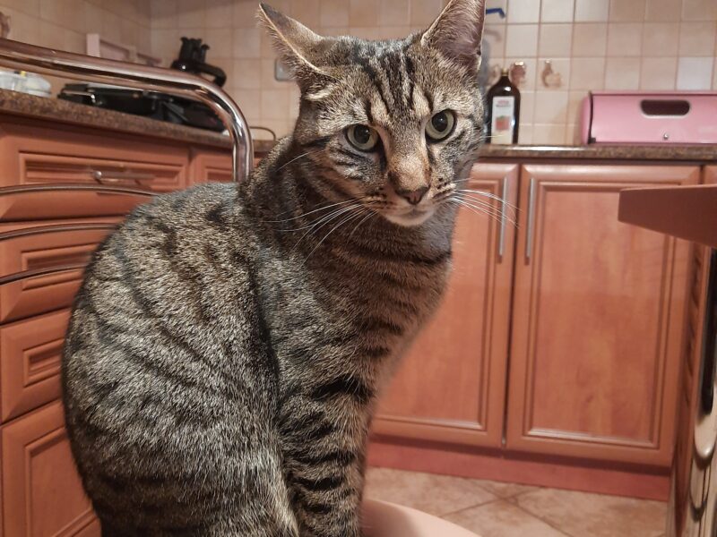 Zaginął kot Tygrys