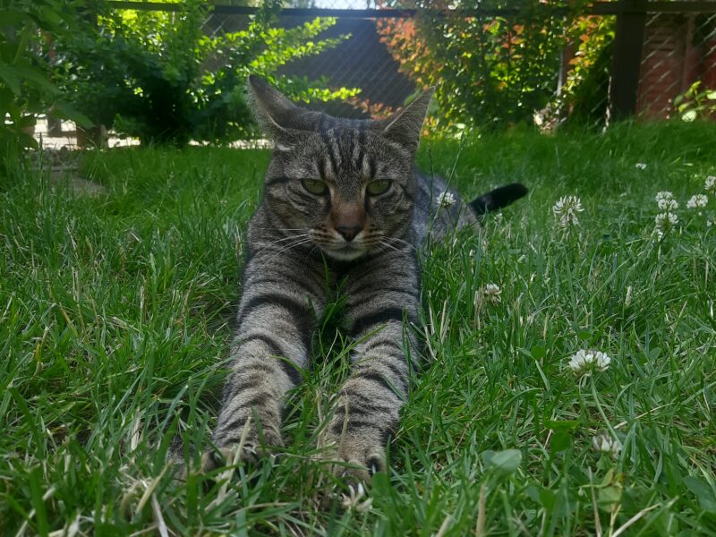 Zaginął kot Tygrys