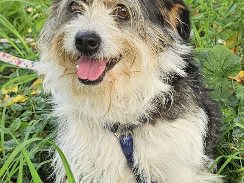 Szukamy Pieska Łatka