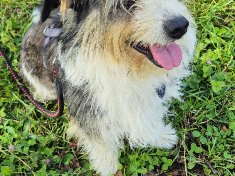 Szukamy Pieska Łatka