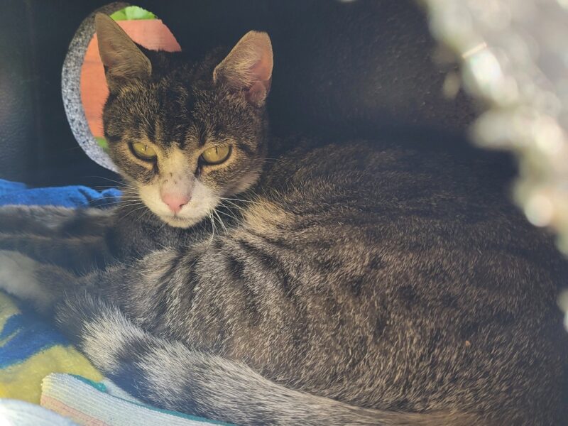 Szukamy kotka Pulpecika